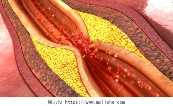 人体器官透视图身体内部血管器官